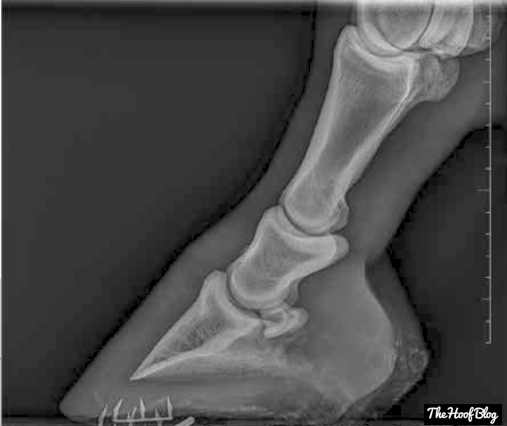 Xray view of DE Hoof Taps in a toe quarter