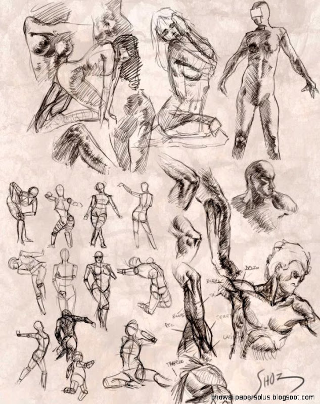 Gesture and anatomy studies by ShoZ Art on DeviantArt