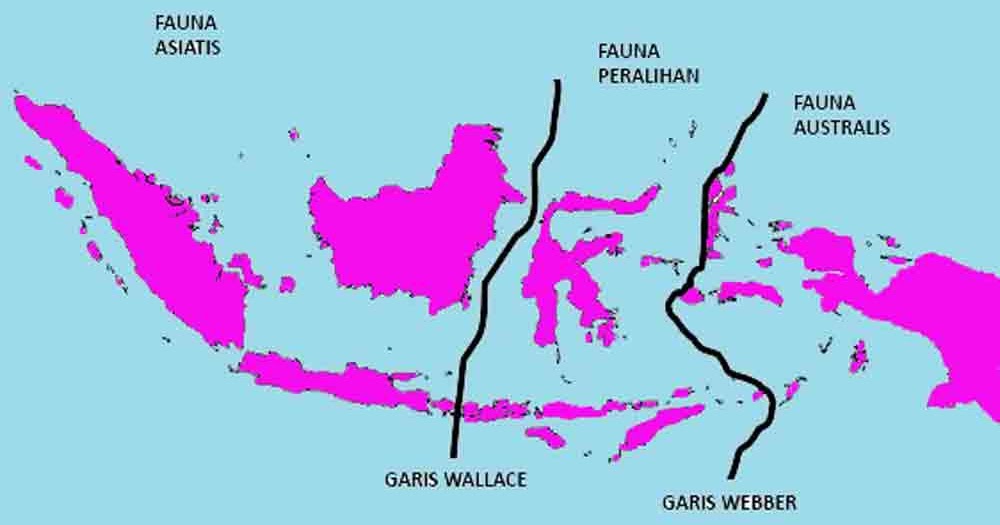 Sebutkan contoh fauna tipe asiatis