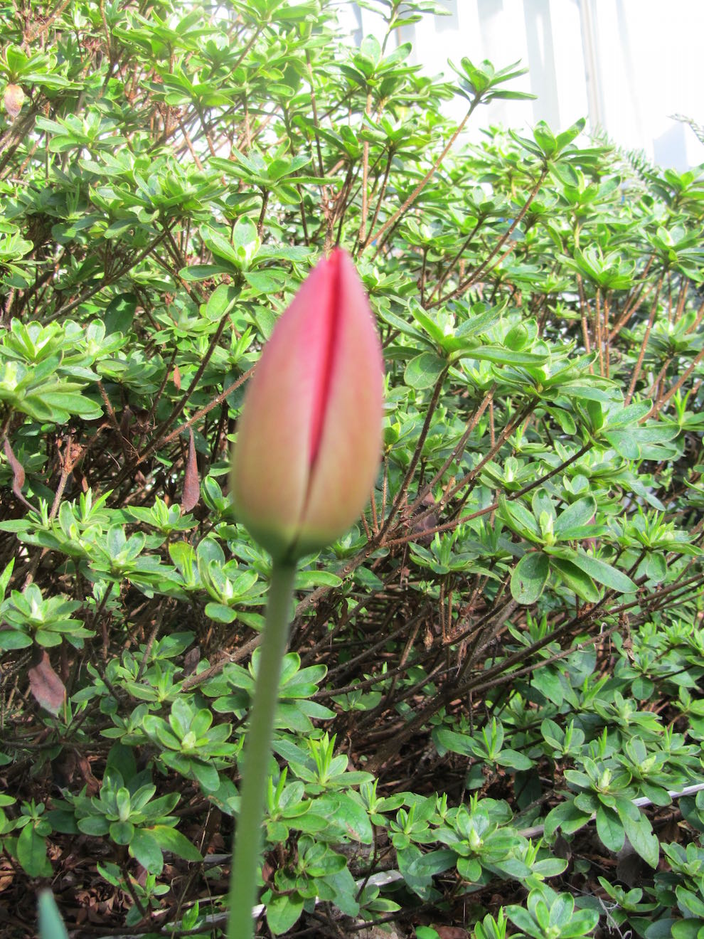 creative savv When to cut tulips from the garden