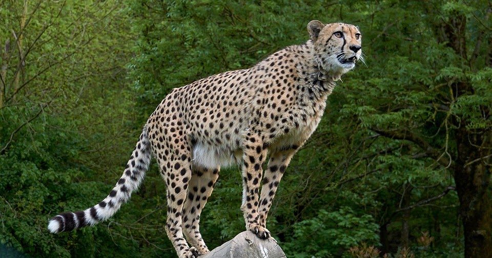 16 Amazing Facts About Cheetah In Hindi