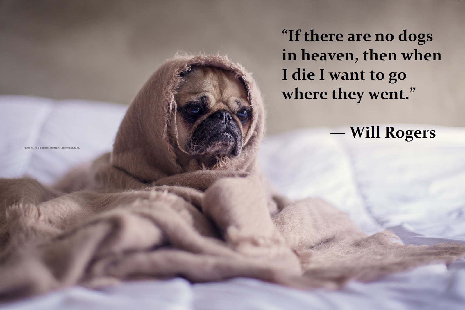 21 Best Funny Dog Quotes For Instagram Pictures
