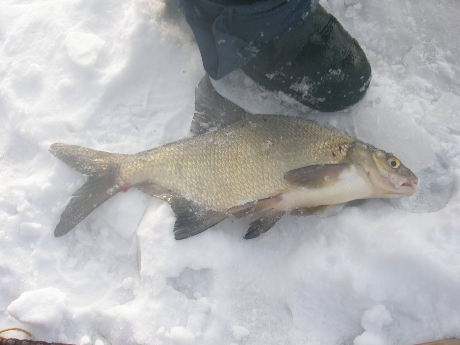 Рыбалка на озере неро. Озеро Неро рыба. Зимняя рыбалка на Неро. Зимний замор рыбы. Зимняя рыбалка на озере Неро.