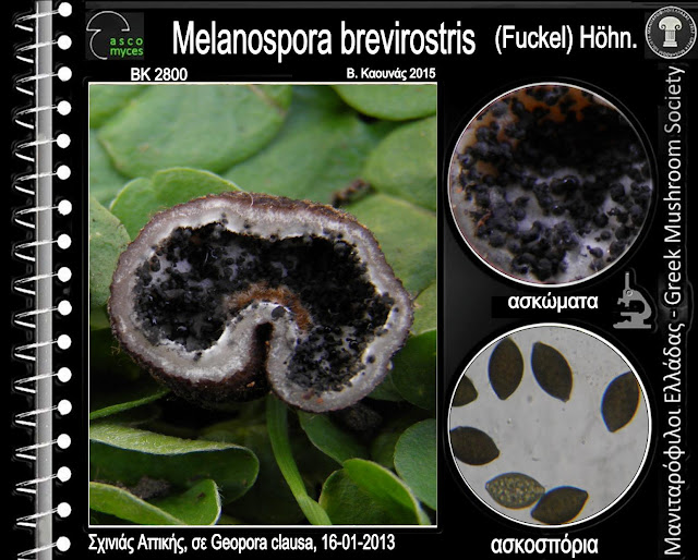 Melanospora brevirostris (Fuckel) Höhn.