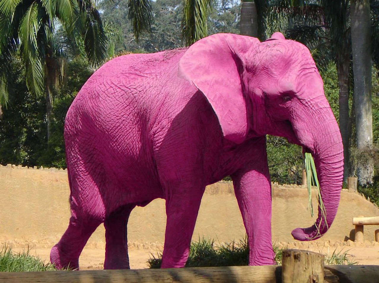 Pink-Elephant-73315.jpg