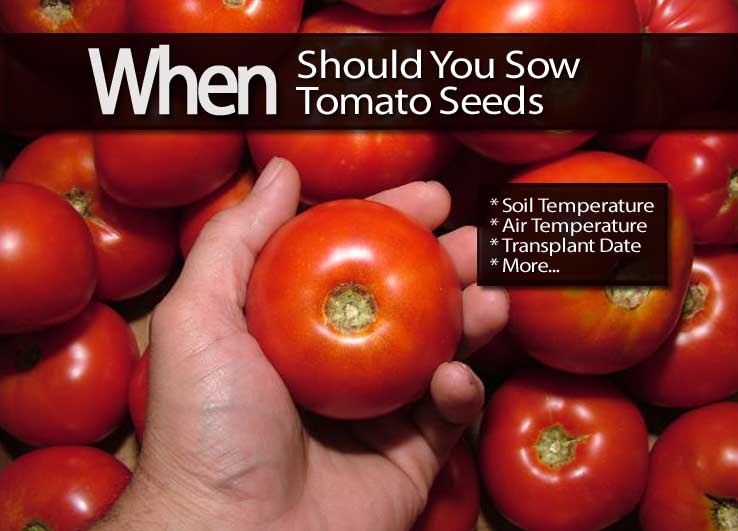Gardening When Should You Sow Tomato Seeds