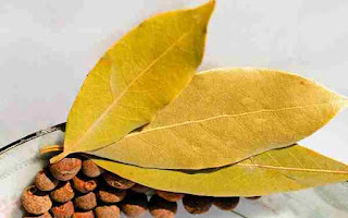 manfaat daun salam untuk asam urat