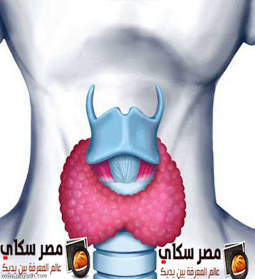 الغدة الدرقية وأعراض قصورها Thyroid gland