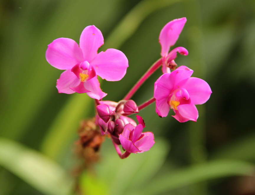 My Zoetrope Field Trip to the Brooklyn Botanical Gardens