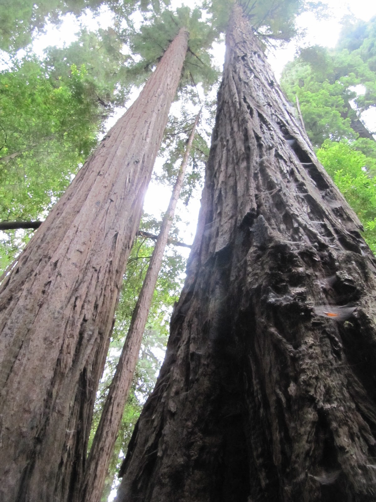 My Travels Redwood Trees Road Trip from San Jose, CA