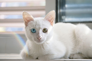 White cat in a window.