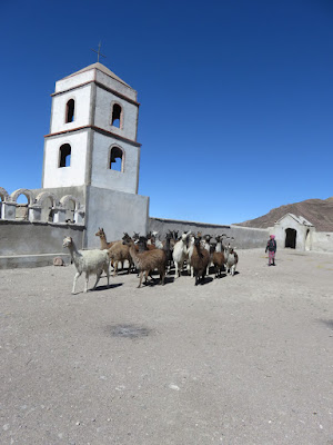 In Tahua marschierten ein Haufen Llamas zur Kirche. Einer der Abiturienten fragte das sie hütenden Mädchen ob die zur Hl. Messe kämen.