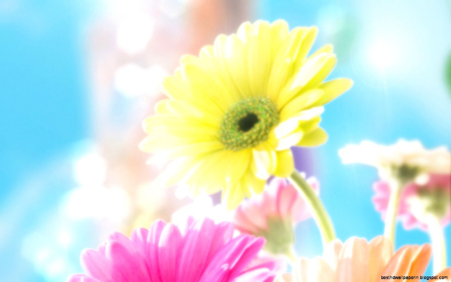Flower Wallpaper Widescreen Widescreen 2 HD Wallpapers