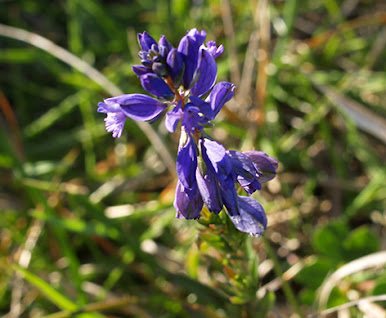 Flores azules de polígala calcárea (Polygala calcarea)
