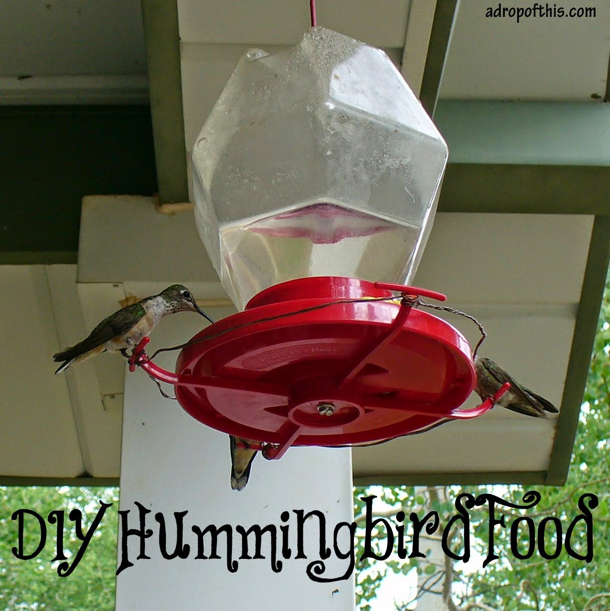 A Drop of This DIY Hummingbird Food