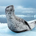 When a seal offers you a penguin, you eat it.