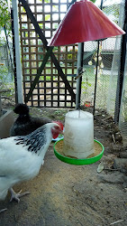 chicken feeder hanging chic tres fashioned tomatoes charlotte likes tomato