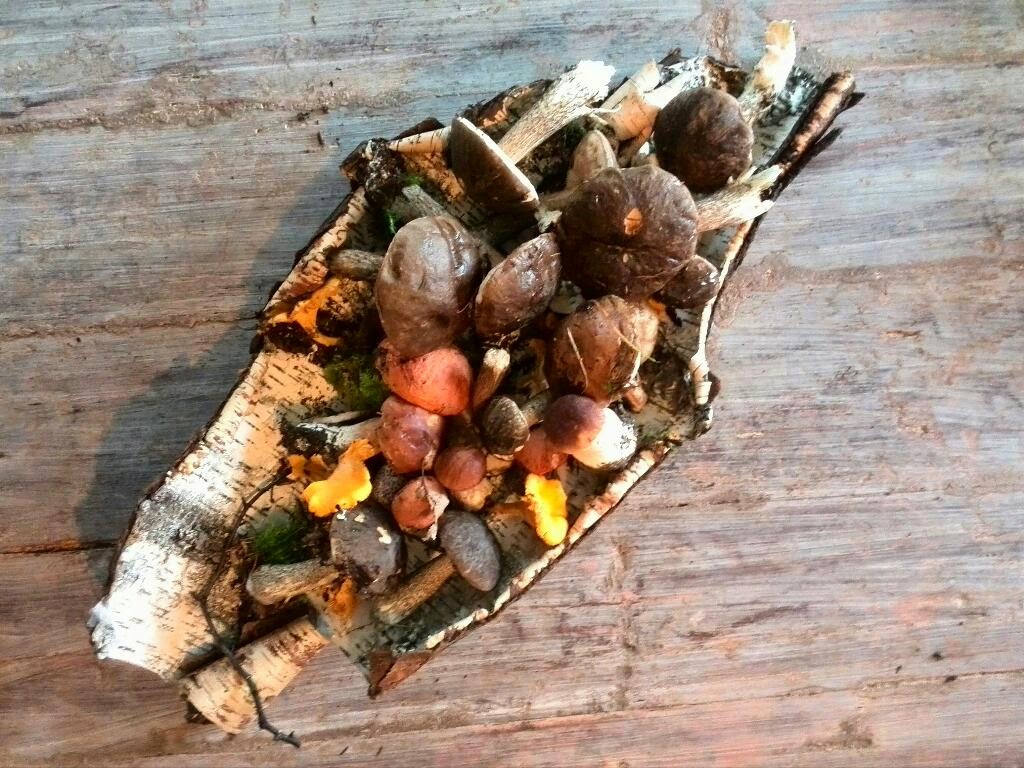 Pilsētnieki laukos: Krāsains un bagāts: sēņu rudens