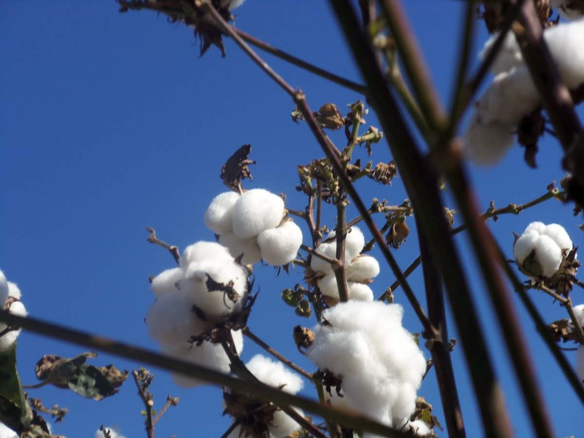 Armenia vuelve a cultivar algodón en Armavir