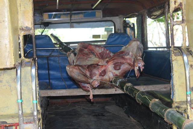 Peace for Abra | Roasted Cow for Peace