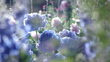 blue-hydrangea-garden-animated-gif.gif