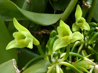 Vanilla planifolia - Vanillier - Vanille Vanilla planifolia - Vanillier - Vanille