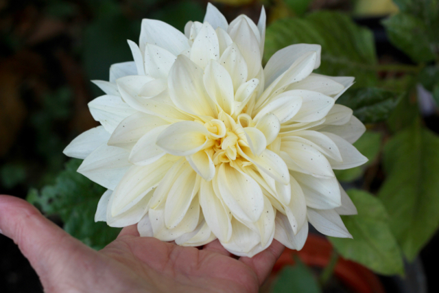 Café au Lait large dahlia bloom