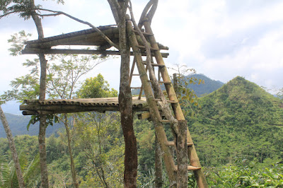 Kebun Teh Nglinggo Kebun Teh Nglinggo