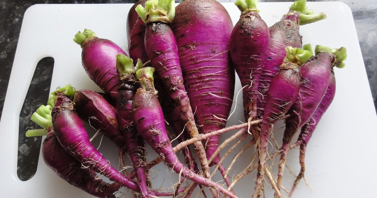 Raising Veg: Purple radishes