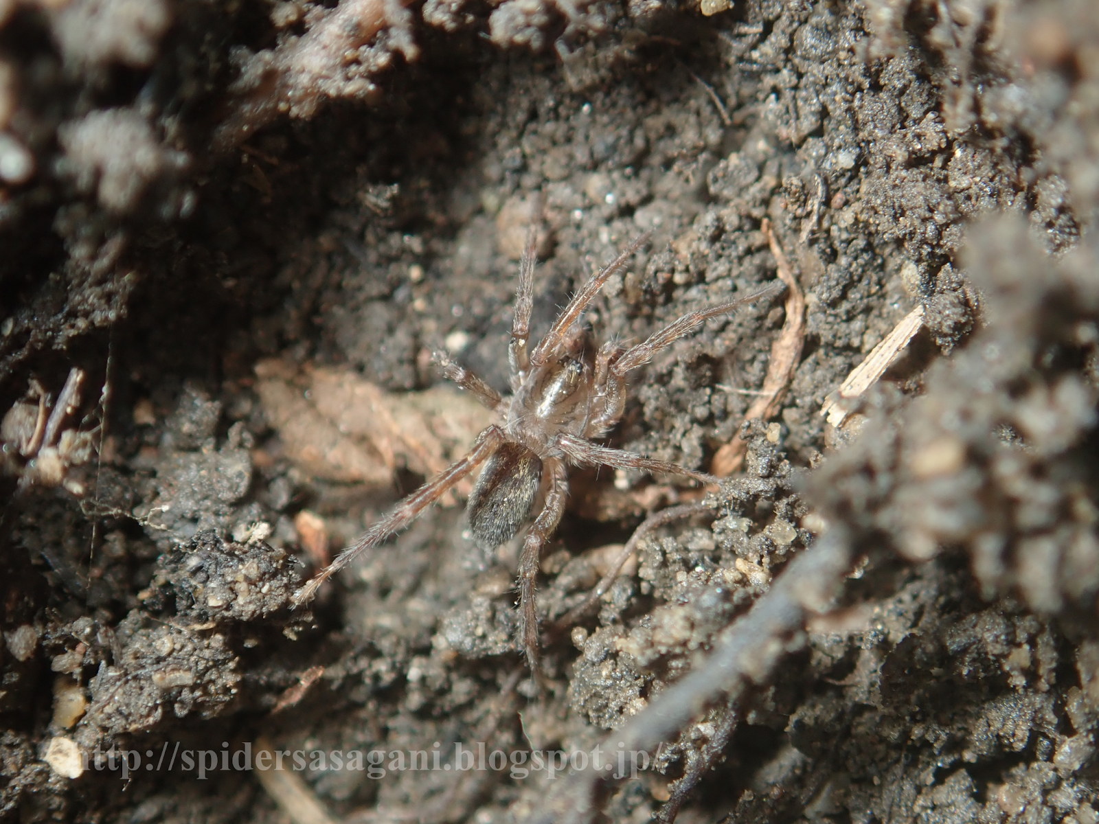 Agroeca coreana Namkung, 1989コウライタンボグモ