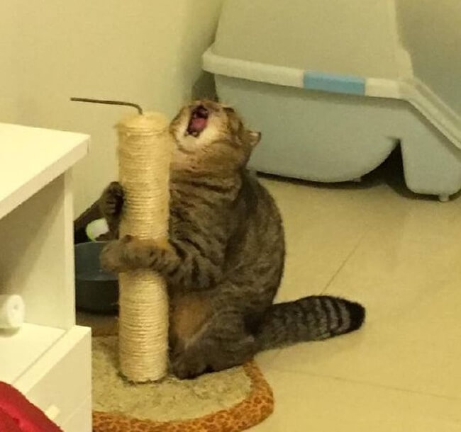 22 Photos That Utterly Capture Powerful Feelings - An overly dramatic kitty