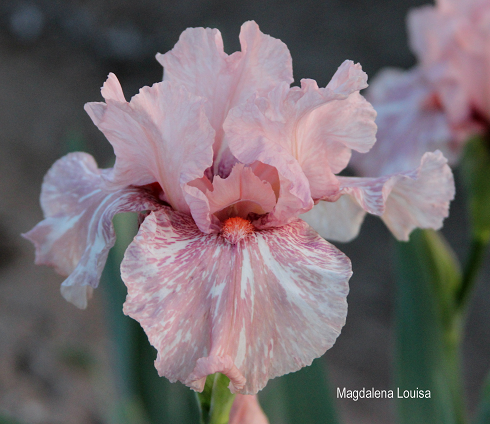ирис frimousse. ирис сорт амбассадор.