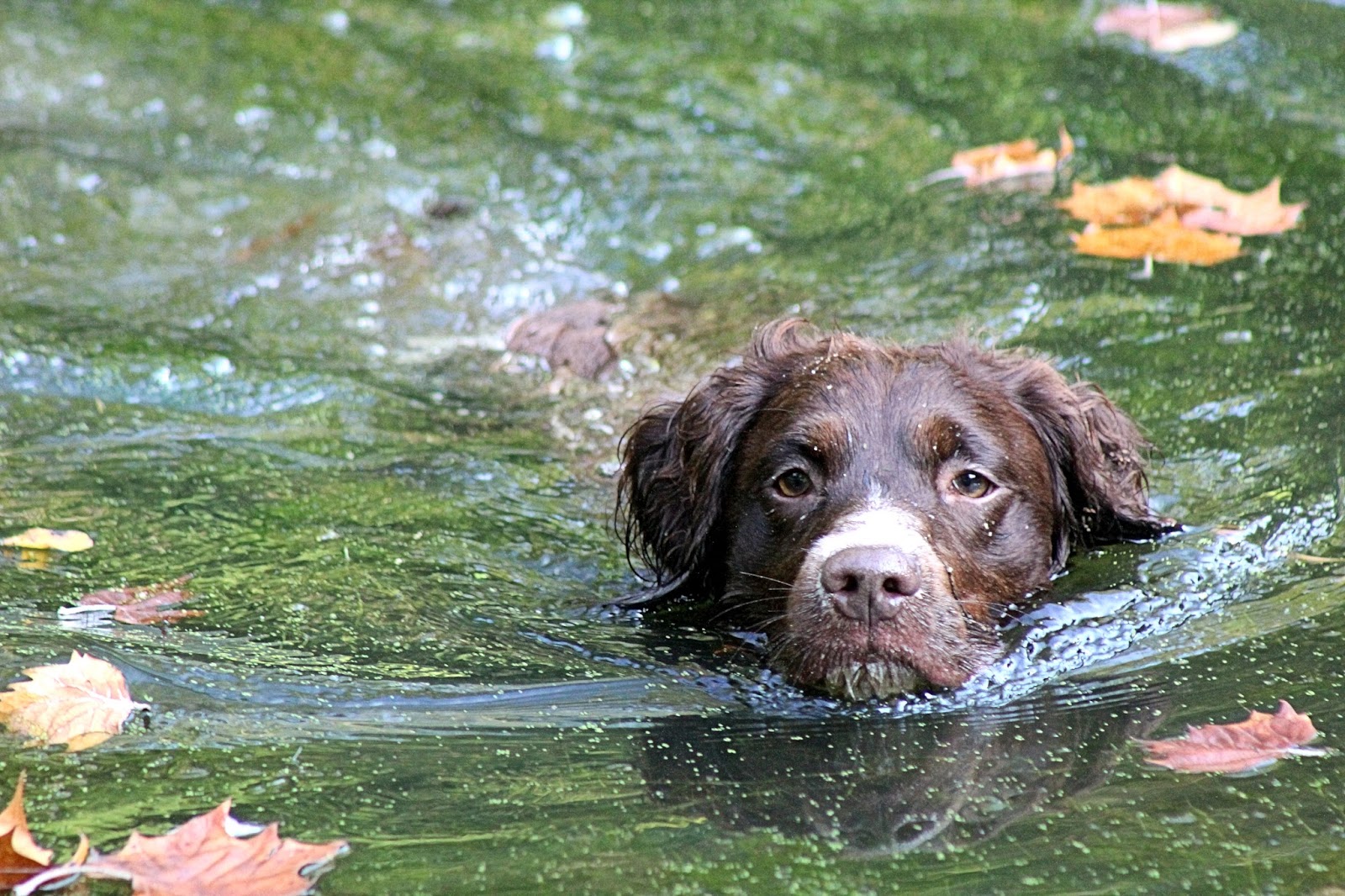 Cute Dog Cooling Off On A Humid Morning