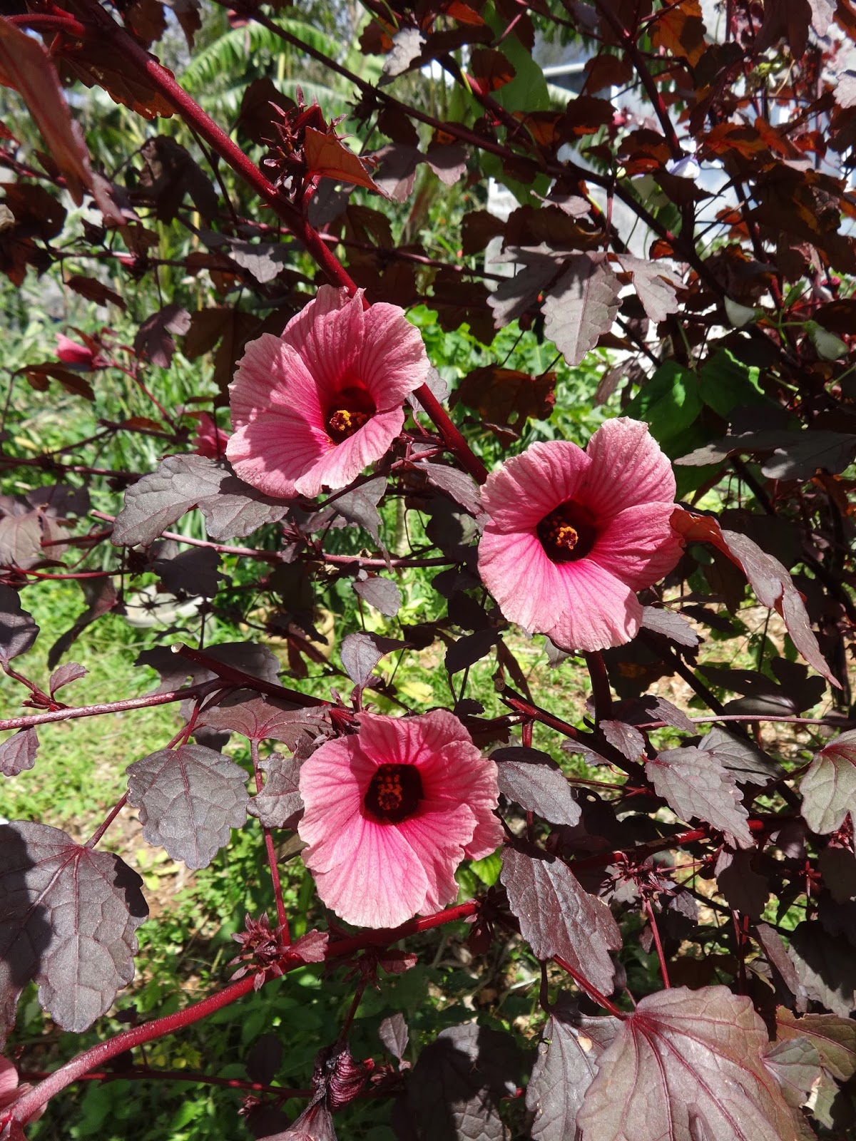Herbs from Distant Lands Hibiscus acetosella Cranberry Hibiscus