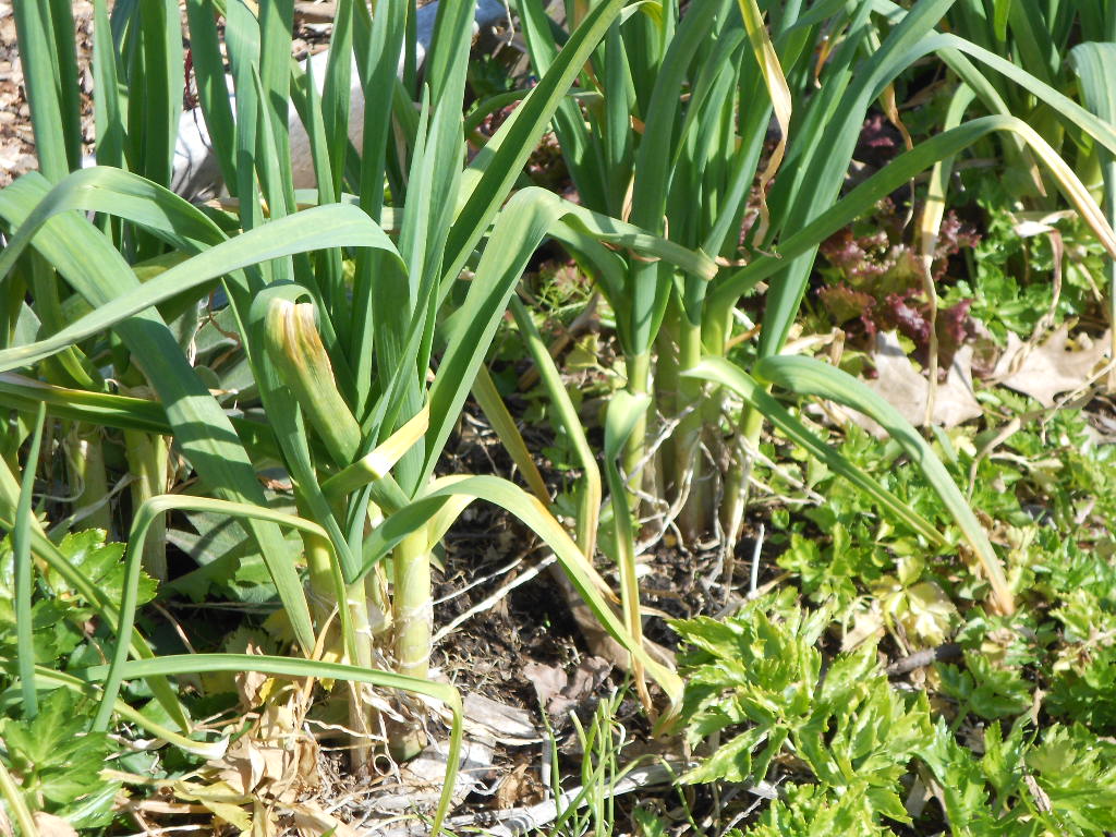 From Seed to Scrumptious Garlic, Divide and Plant Again