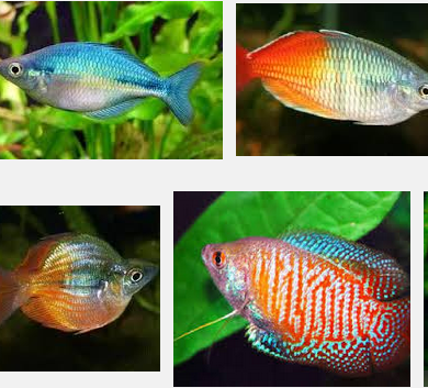 Ini Dia Cara Praktis Budidaya Ikan Rainbow Boesemani Serta Jenisnya Ini Dia Cara Praktis Budidaya Ikan Rainbow Boesemani Serta Jenisnya