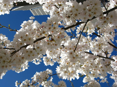 Japanese Flowering Cherry Yoshino sakura blooms University of Toronto Robarts Library by garden muses--not another Toronto gardening blog