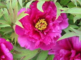 Royal Botanical Gardens purple peony by garden muses-not another Toronto gardening blog