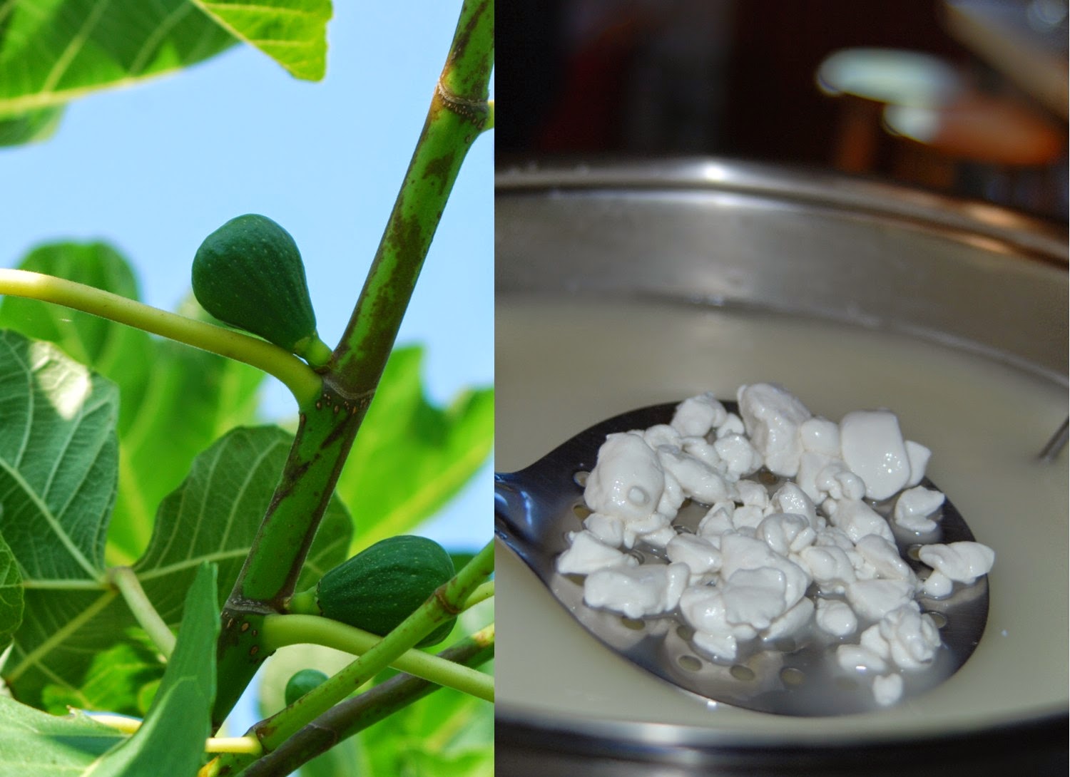 Applegarth Farm Goat Cheeses Varieties I've Been Learning To Make