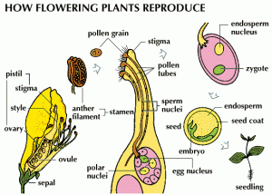 Sistem Reproduksi Pada Tumbuhan