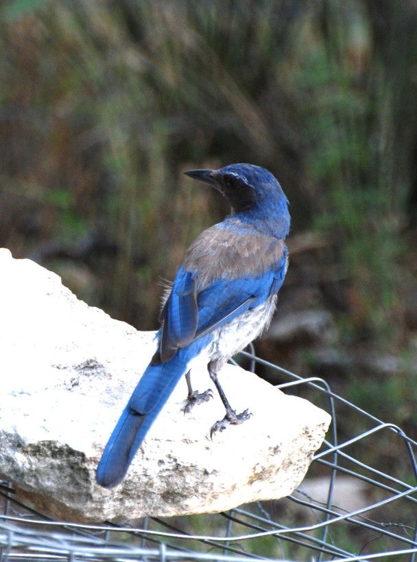 Bird In Everything Wild Birds Of Texas