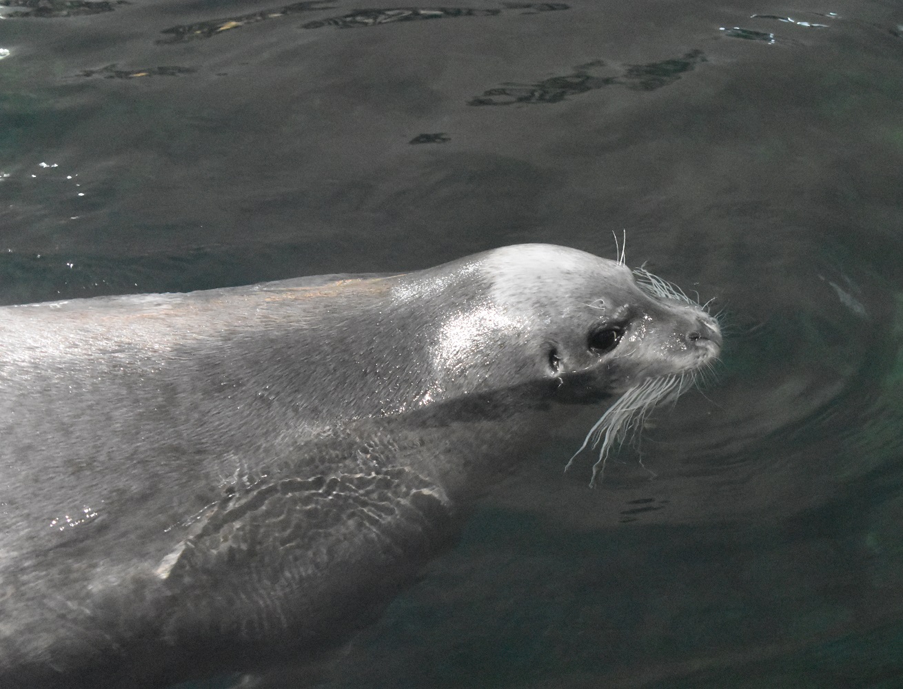 ZOOTOGRAFIANDO (6.100 ANIMALS) FOCA BARBUDA / BEARDED SEAL (Erignathus