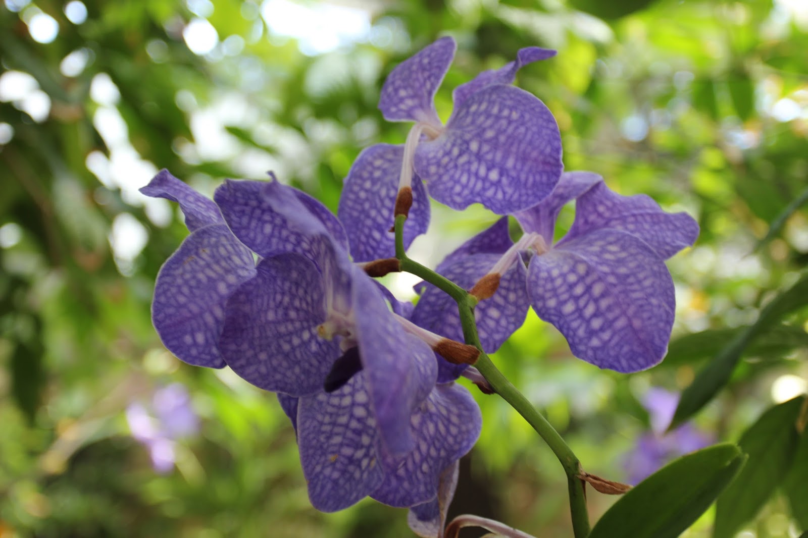 Grow and care Vanda coerulea orchid The Blue Vanda Travaldo's blog