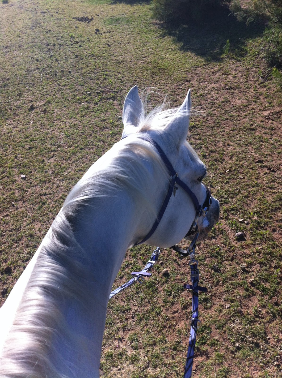Go Pony Review Taylored Tack Simple Hackamore Headstall