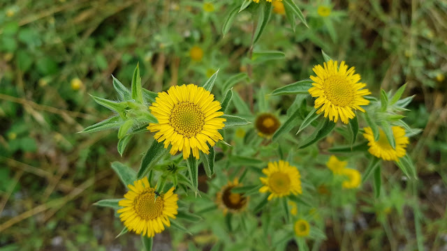 Panellis spinosa - Castañuela - Ojo de buey