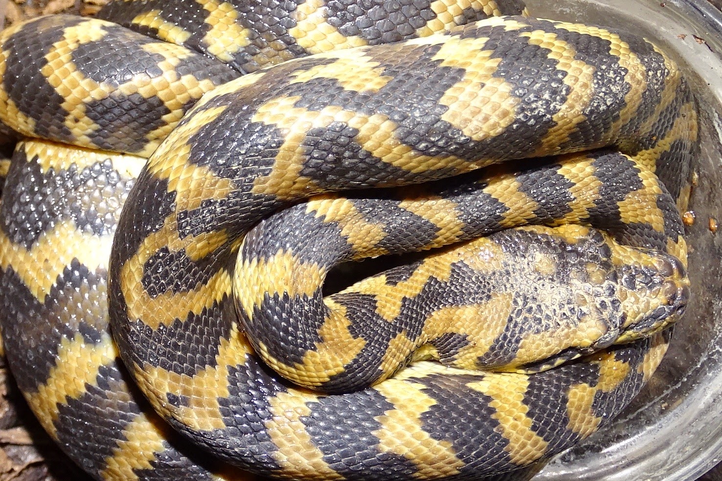 SERPIENTES DE TODO EL MUNDO BOAS Y PITONES