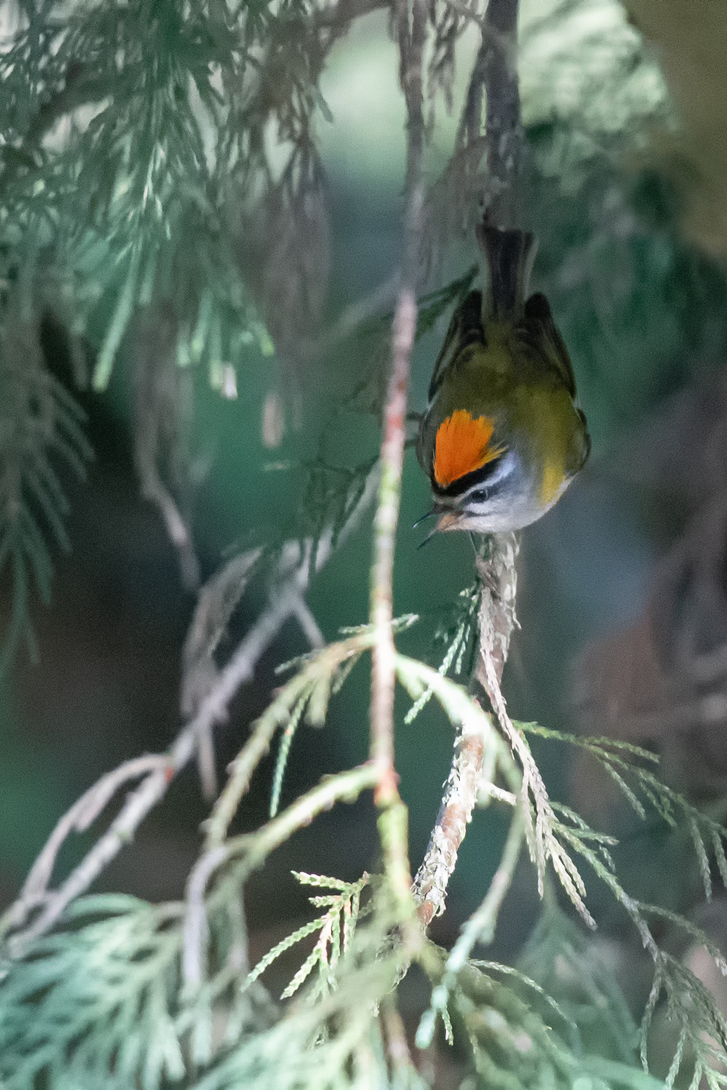 Images Nature Chambray Roitelet triple bandeau