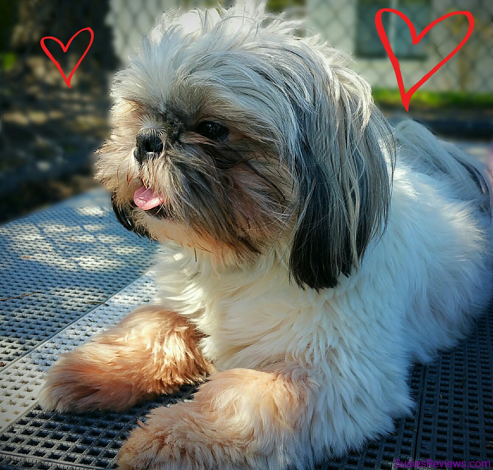 Susie's Reviews Help Support Animal Disaster Preparedness With The