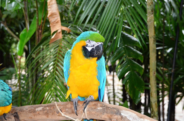 Parque_aves_Foz_iguacu