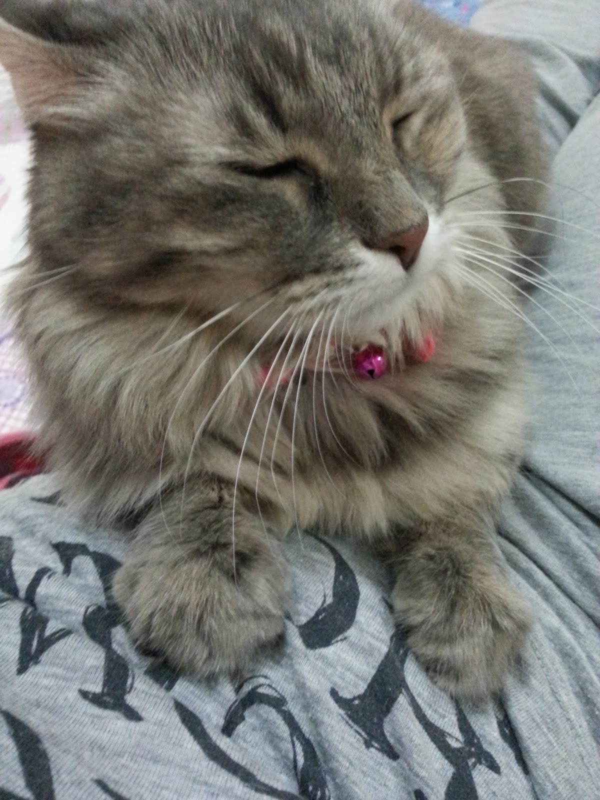 2 Balık 1 Kedi lokum halleri